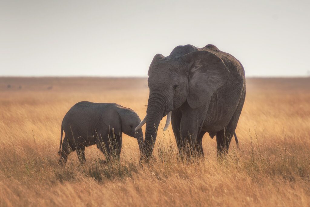 Mother and baby elephant in the Serengeti by Hu Chen. You can learn more about Hu Chen here; and find many of his beautiful photographs on Unsplash. Thank you, Hu Chen for your generosity & eye for beauty!